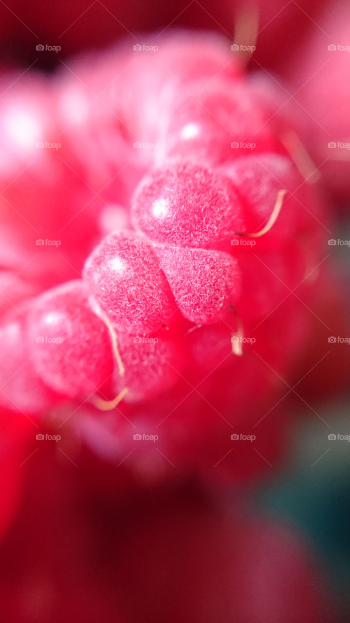 Raspberry in close up macro shot