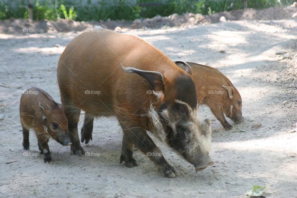 Wild pigs