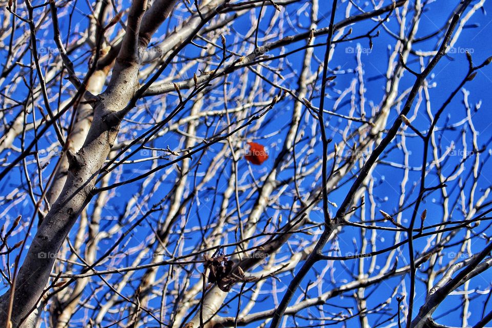 Single Leaf In The Tree