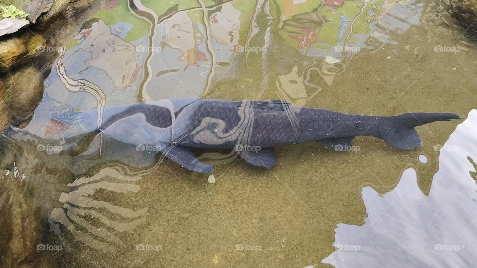 a small fish in the water