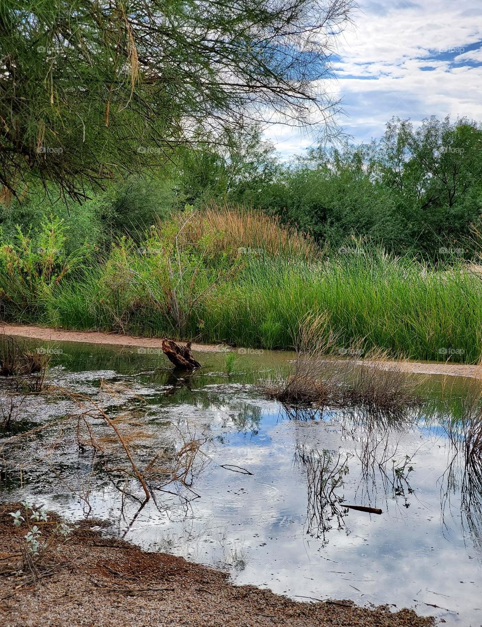 Clouds Reflecting in the Water