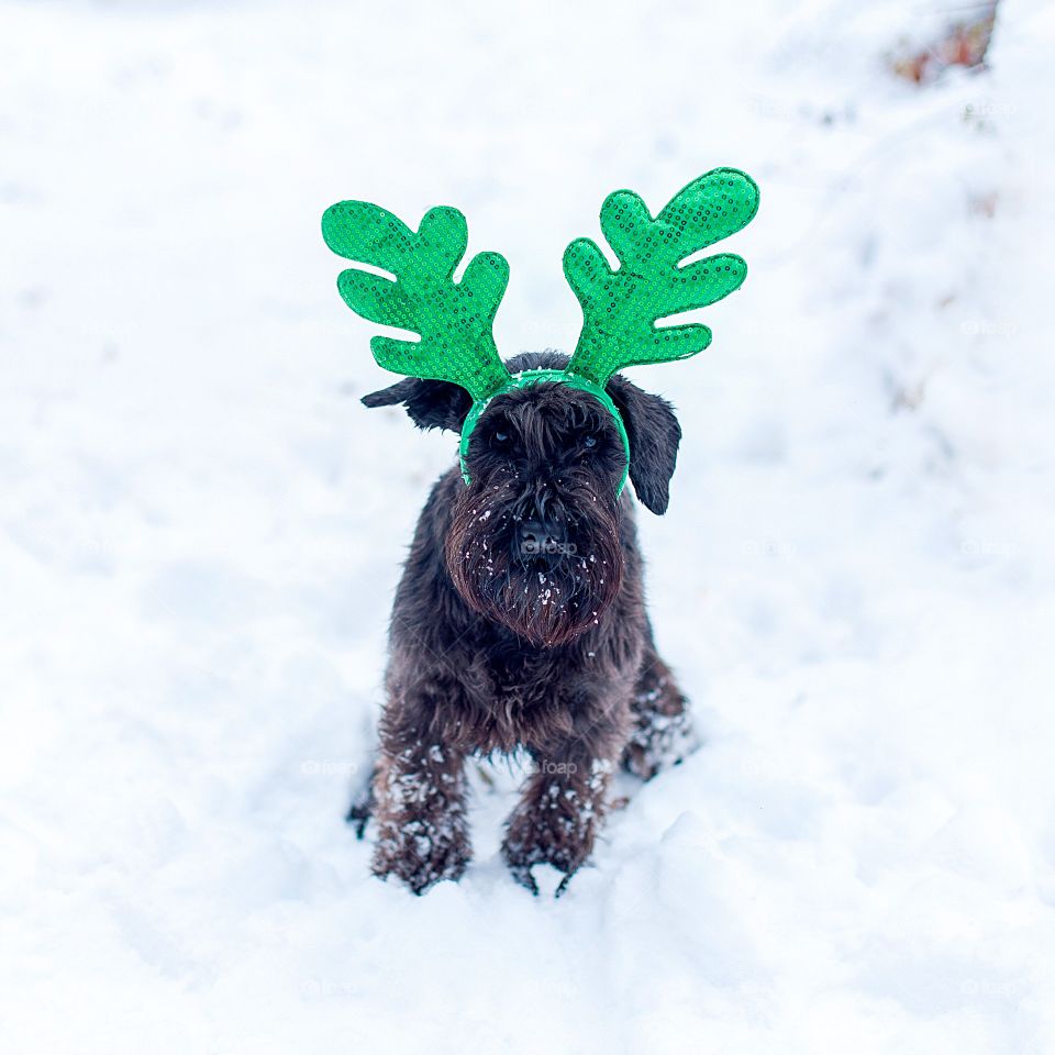 dog in santa costumes 