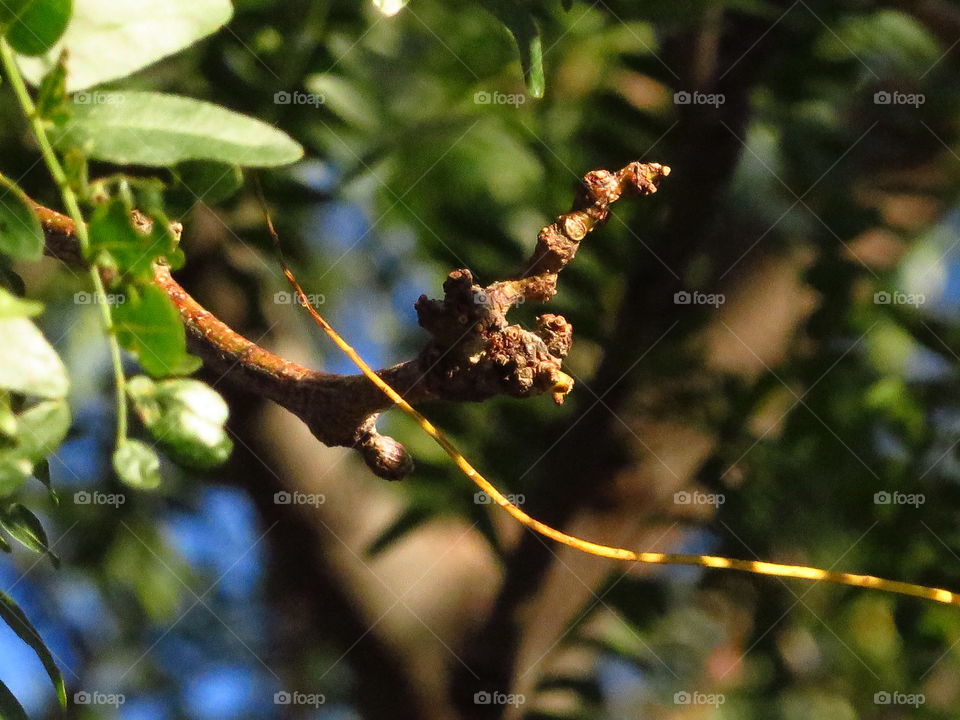 View of tree branches