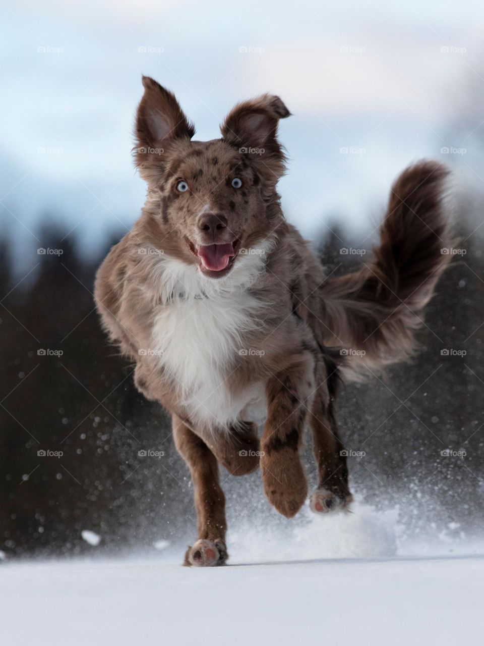 Beautiful and cute dog