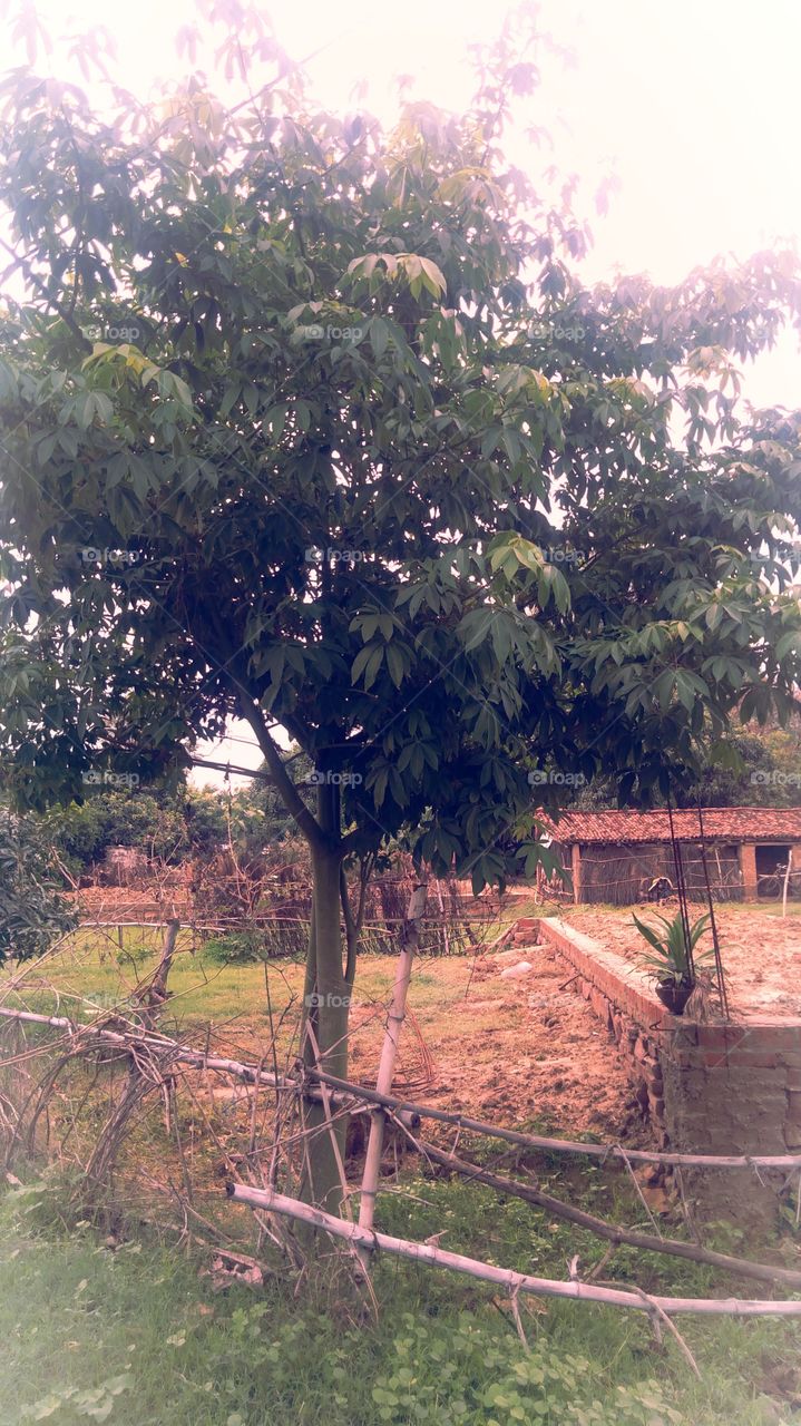 Tree Nice Look India