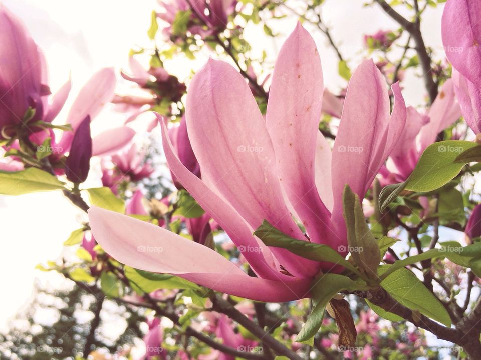 Magnolia Flower