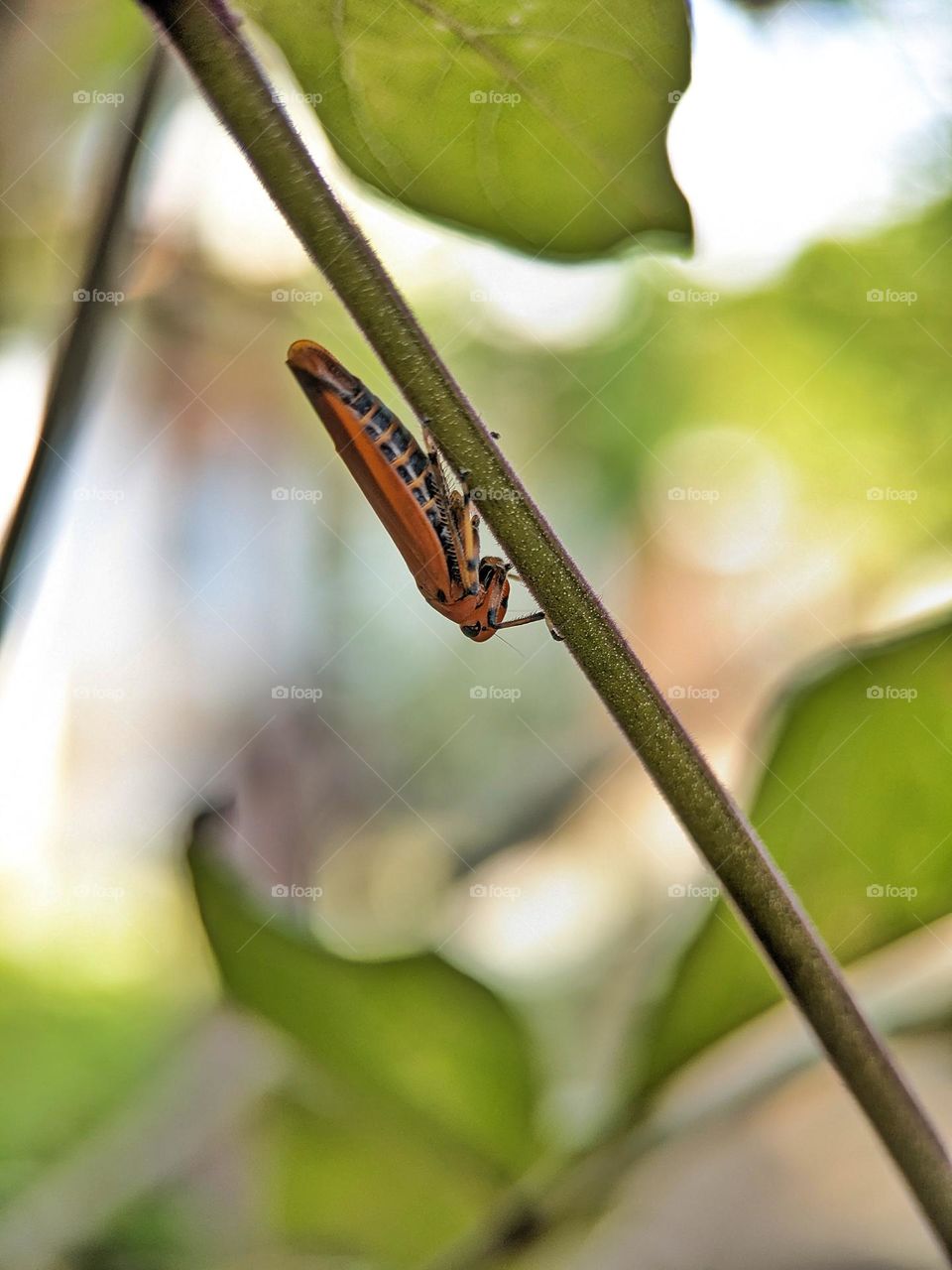 Indian Cotton Stainer bug