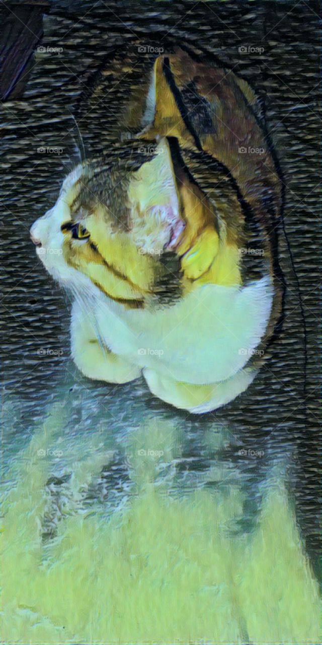 awesome view of cute cat