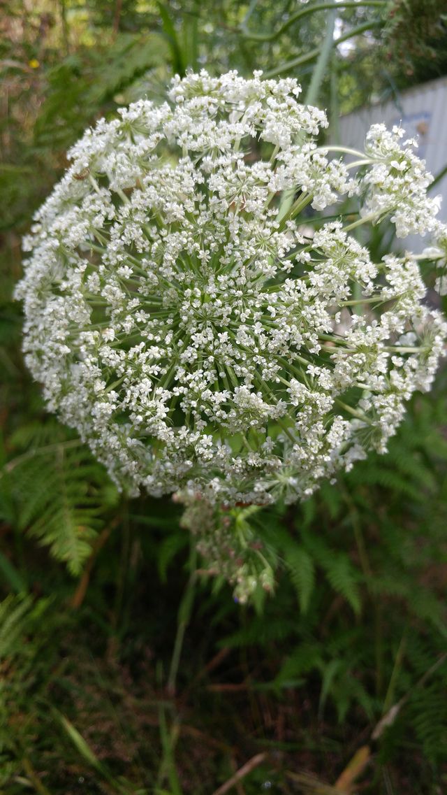 forest flower 2