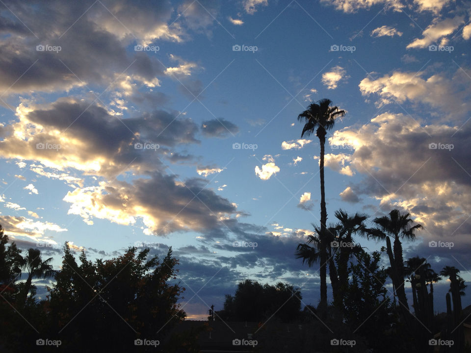 tree palm clouds sunrise by davidi92260