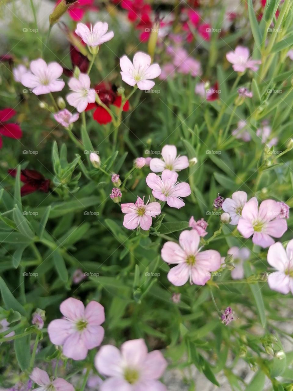 Flowers