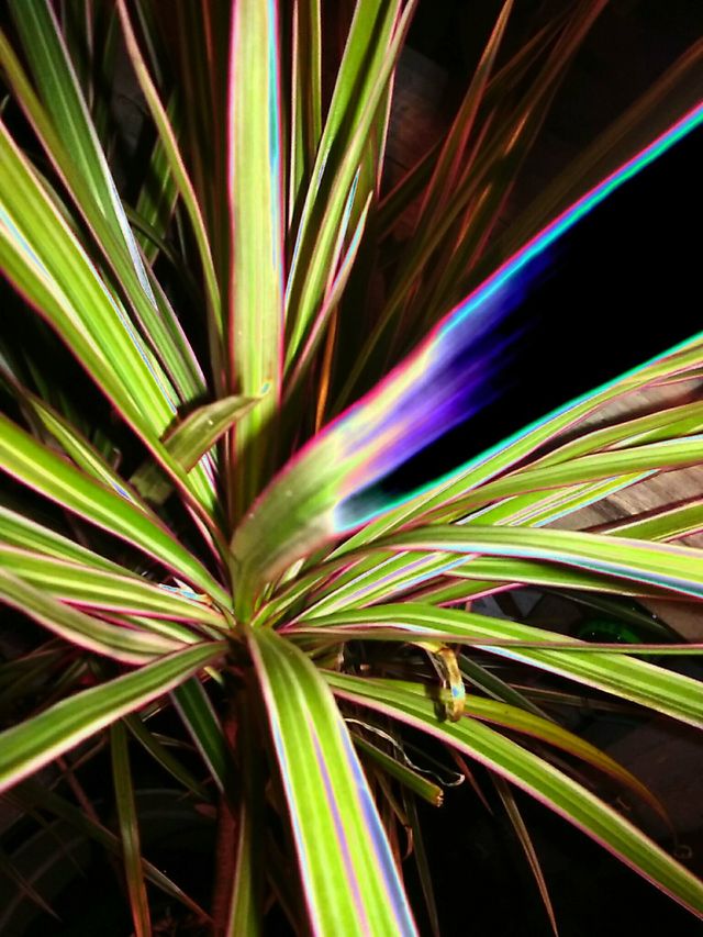 Electric Palm Plant