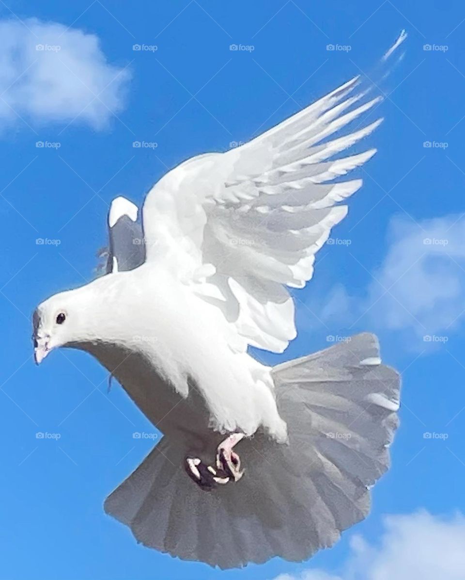 Blue and White Delight 🕊️