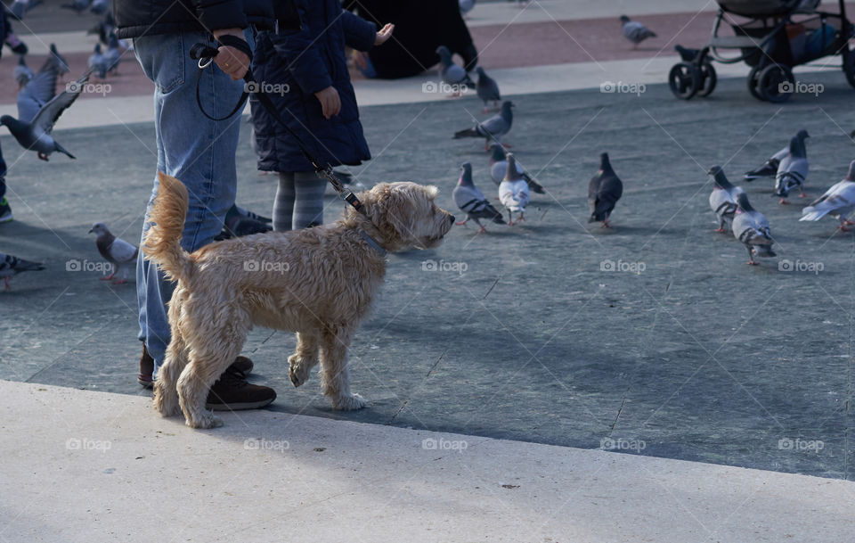 At the Pigeons Square