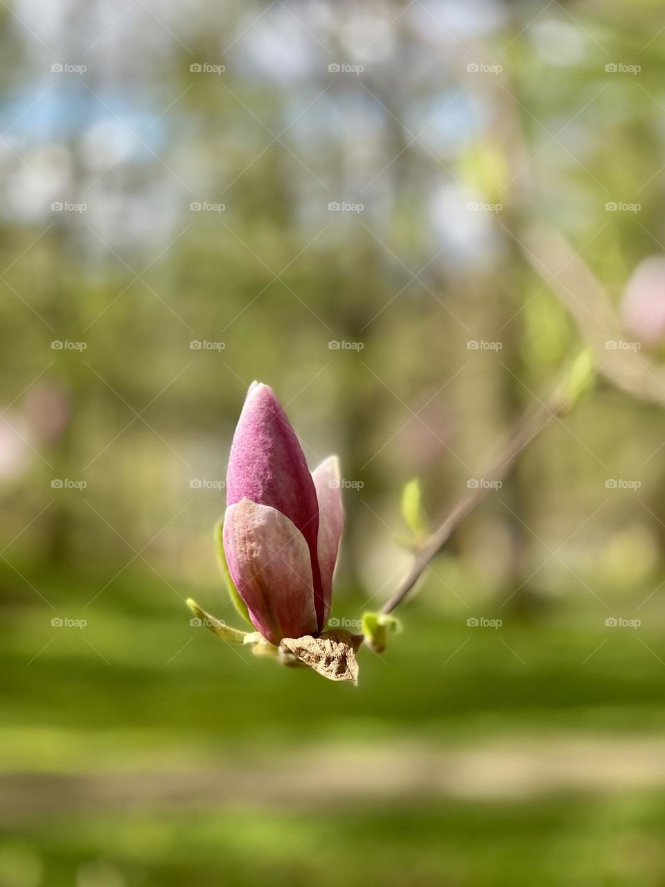 Magnolia blossom