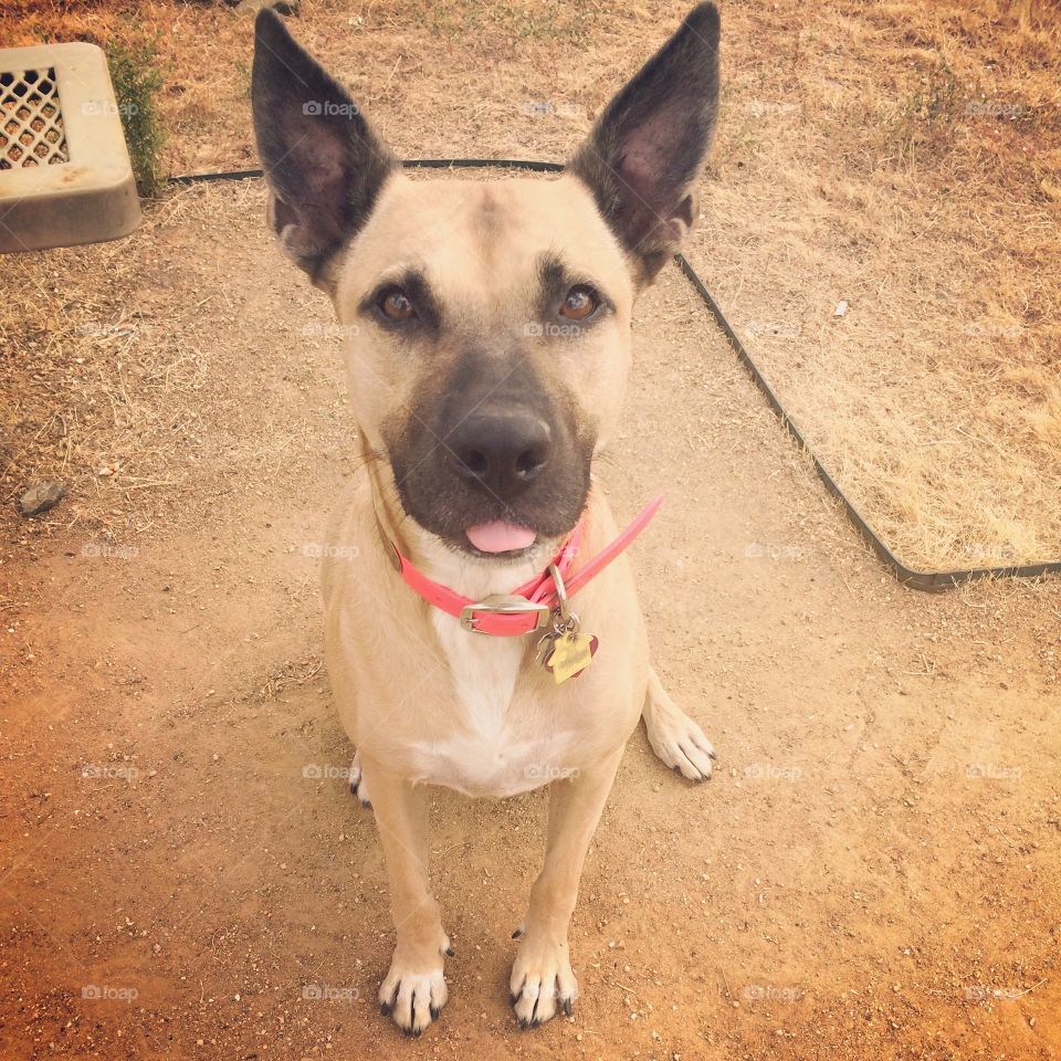 Dog, Canine, Cute, Pet, Portrait