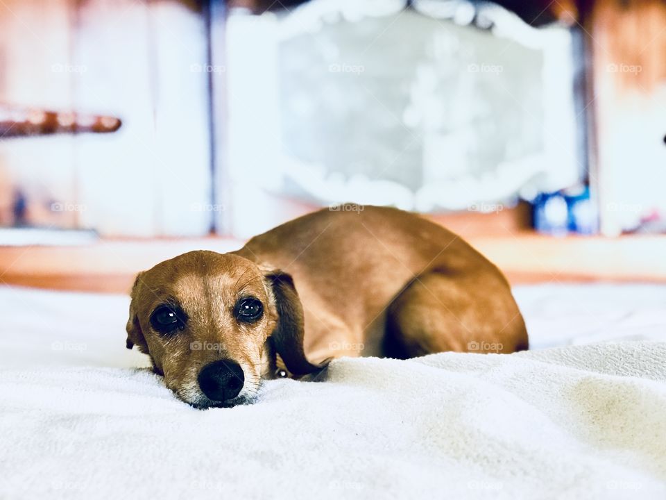 One Fine Day of Boop At Home