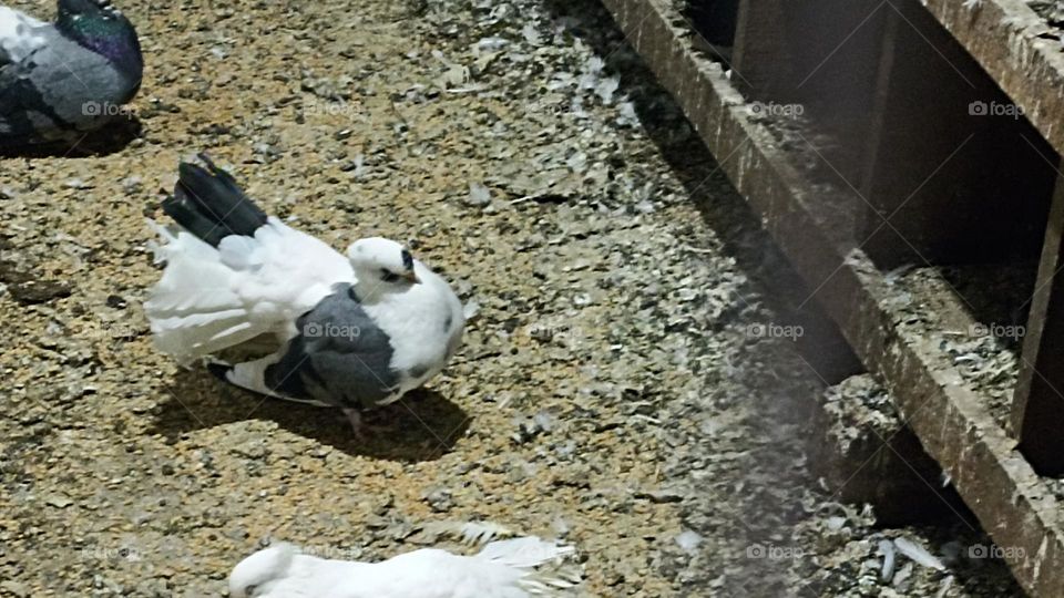 black and white patches on my body makes me more attractive