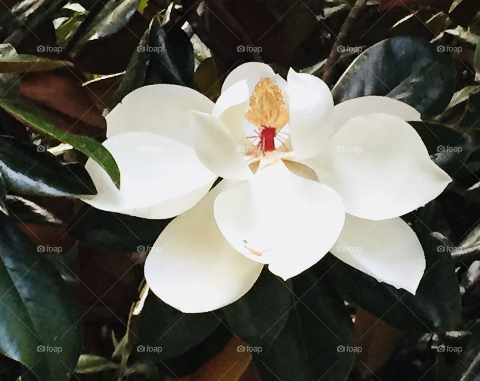 Magnolia blossom 