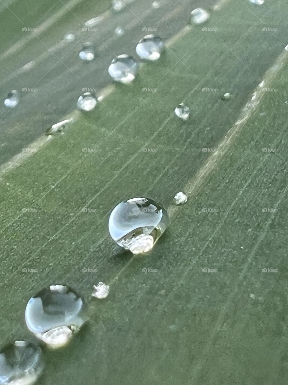 Waterdrops on a leave