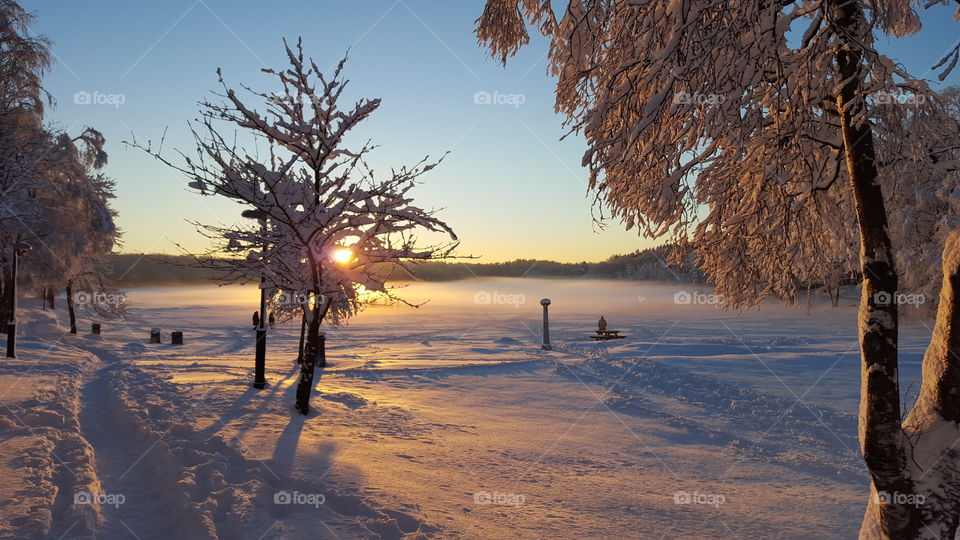 Winter landscape with snow covered trees