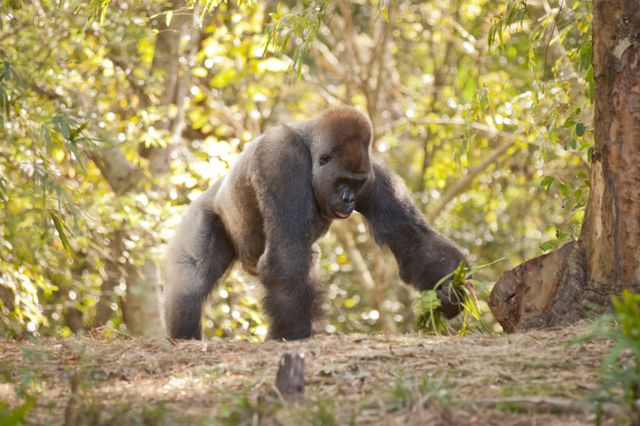 Gorilla 