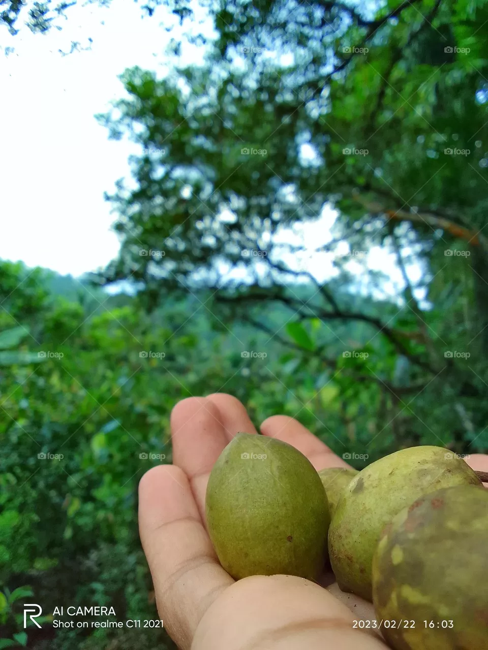 Ceylon olive