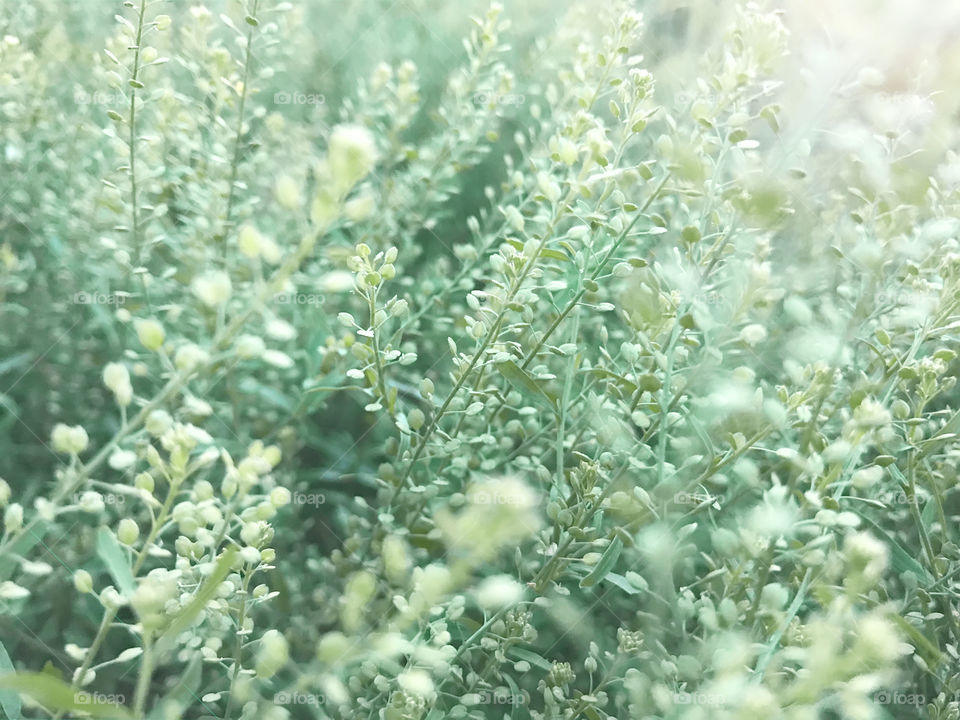 Fresh green forest grass in the morning light 