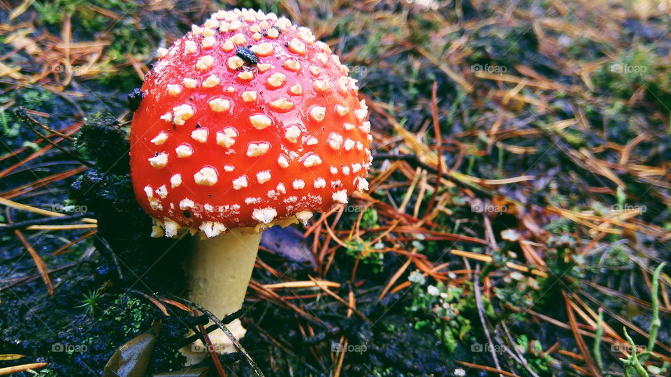 beautiful red fly agaric in the forest