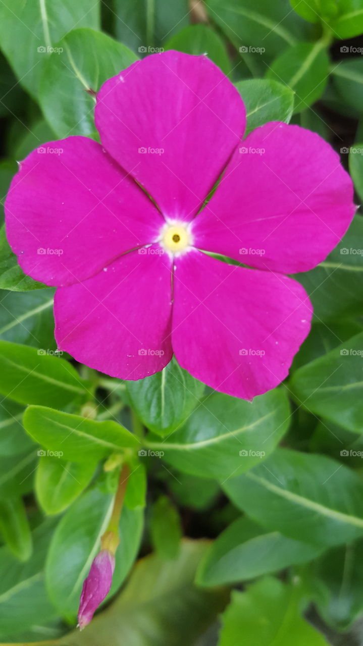 pink bloom closeup