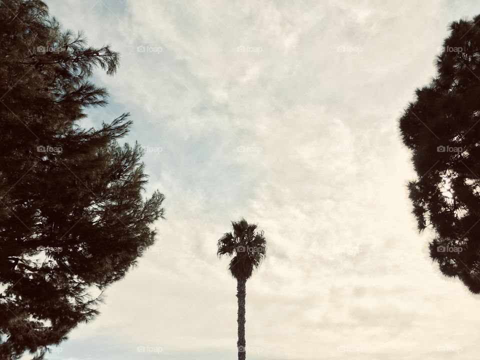 Sky, palms, palm trees, clouds, day, daylight, daytime, sunlight, sun, sunshine, tree, trees, view, no person, nature, vintage 