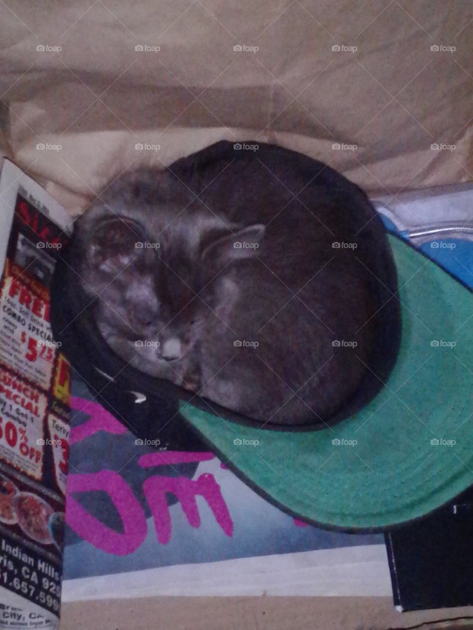 that cat in the hat. perfect fit...sleep tight