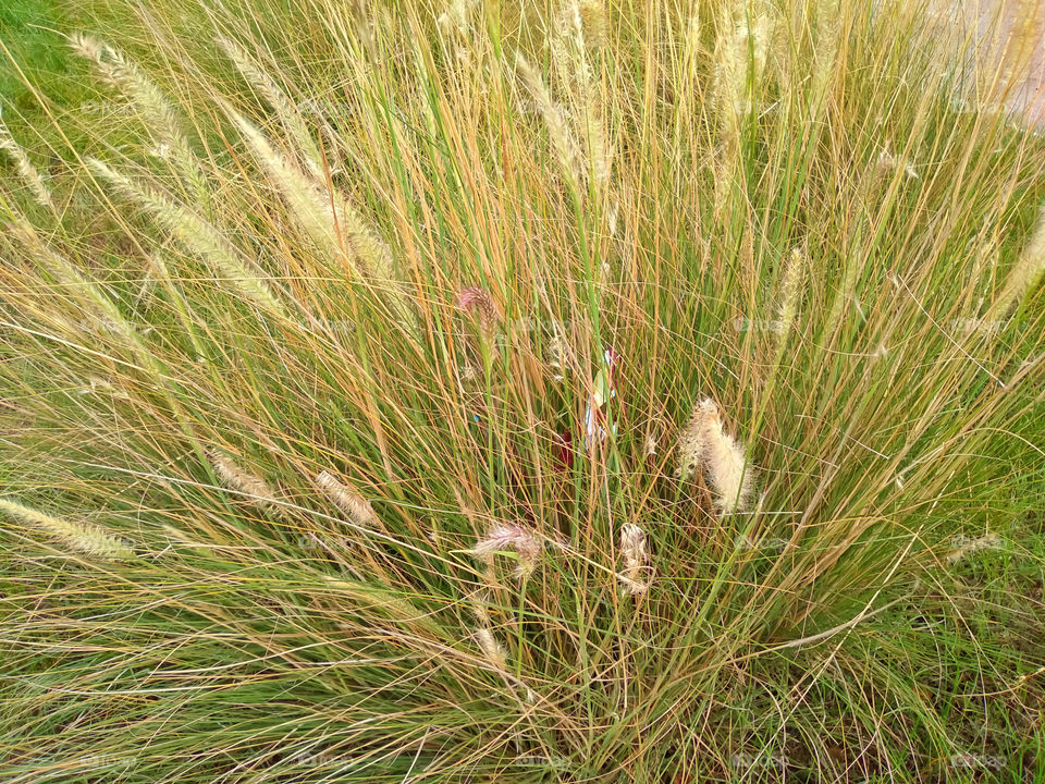 thatch grass