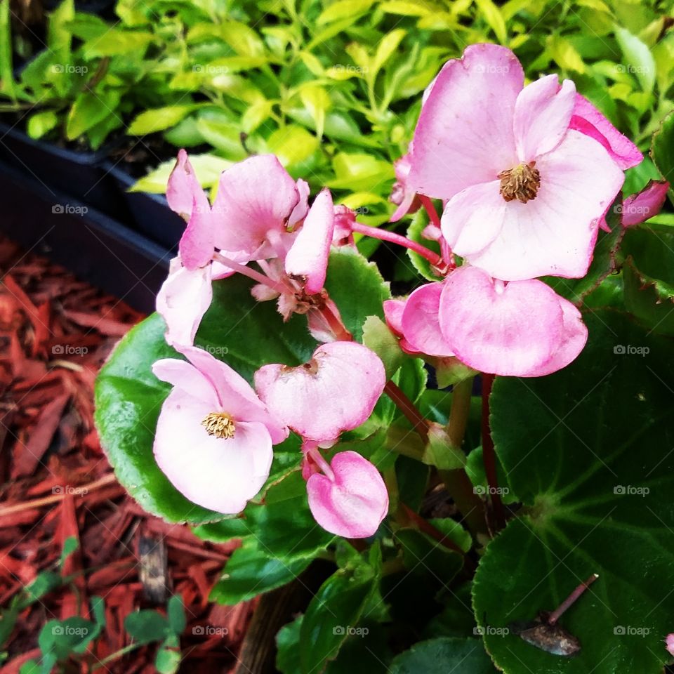 pink flowers 