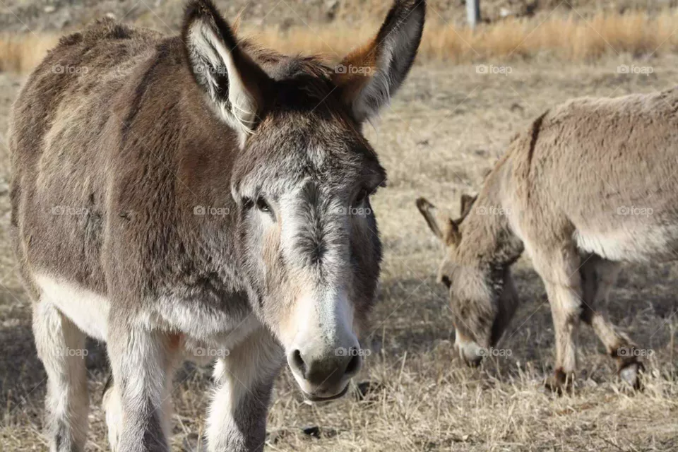 Burros