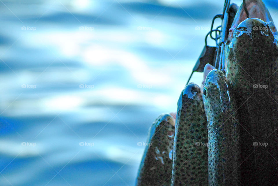 Catched trout fish in the lake