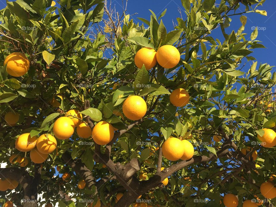 December oranges on sunny tree