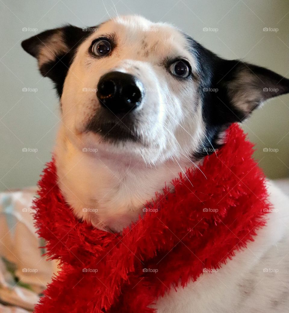 Ready for his picture shoot