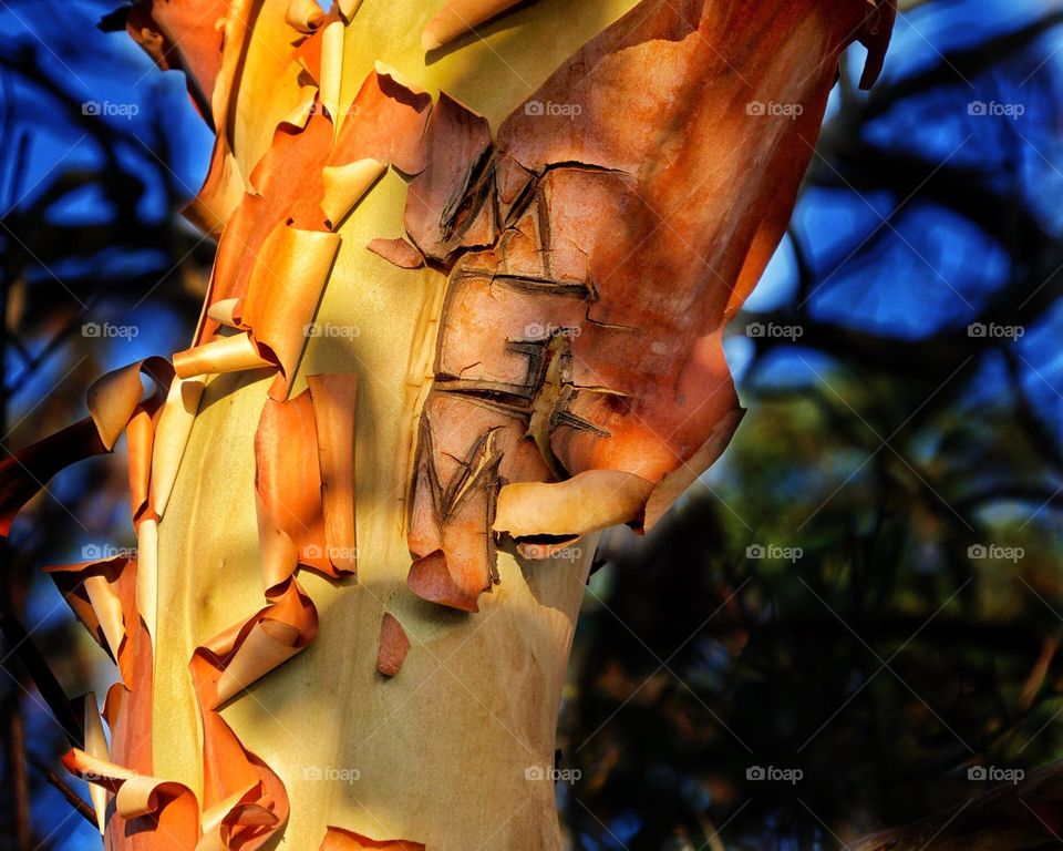 Peeling bark of the madrona tree