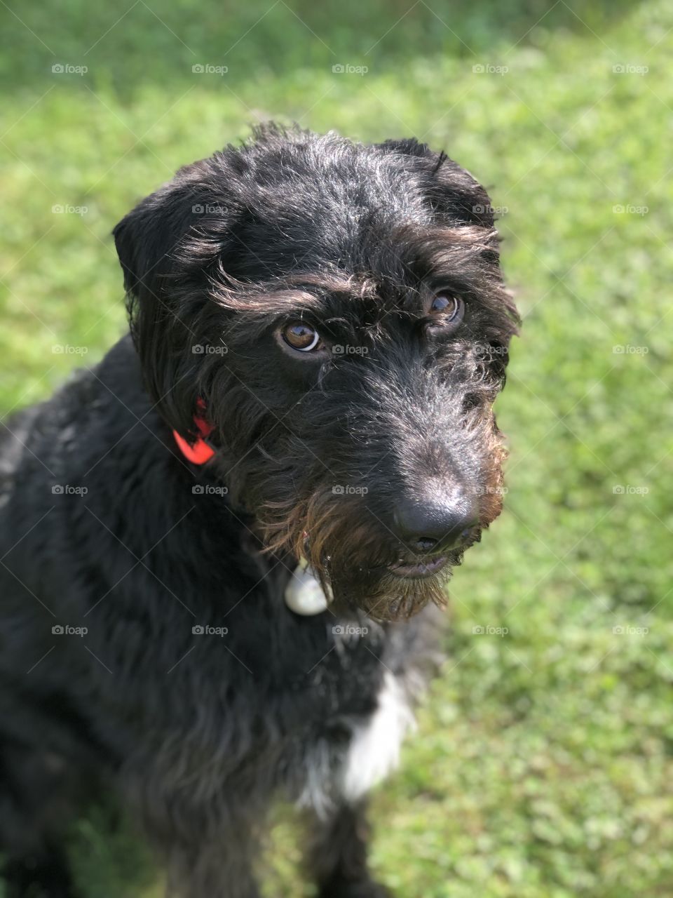 Black Labradoodle brown eyes with eyebrows