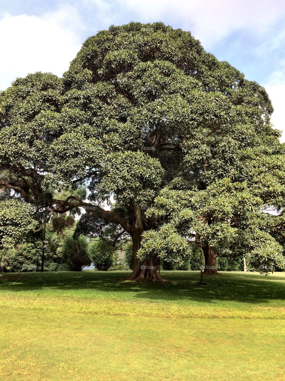 Trees in botanical garden