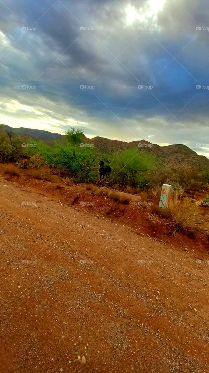 Beautiful Desert Landscape