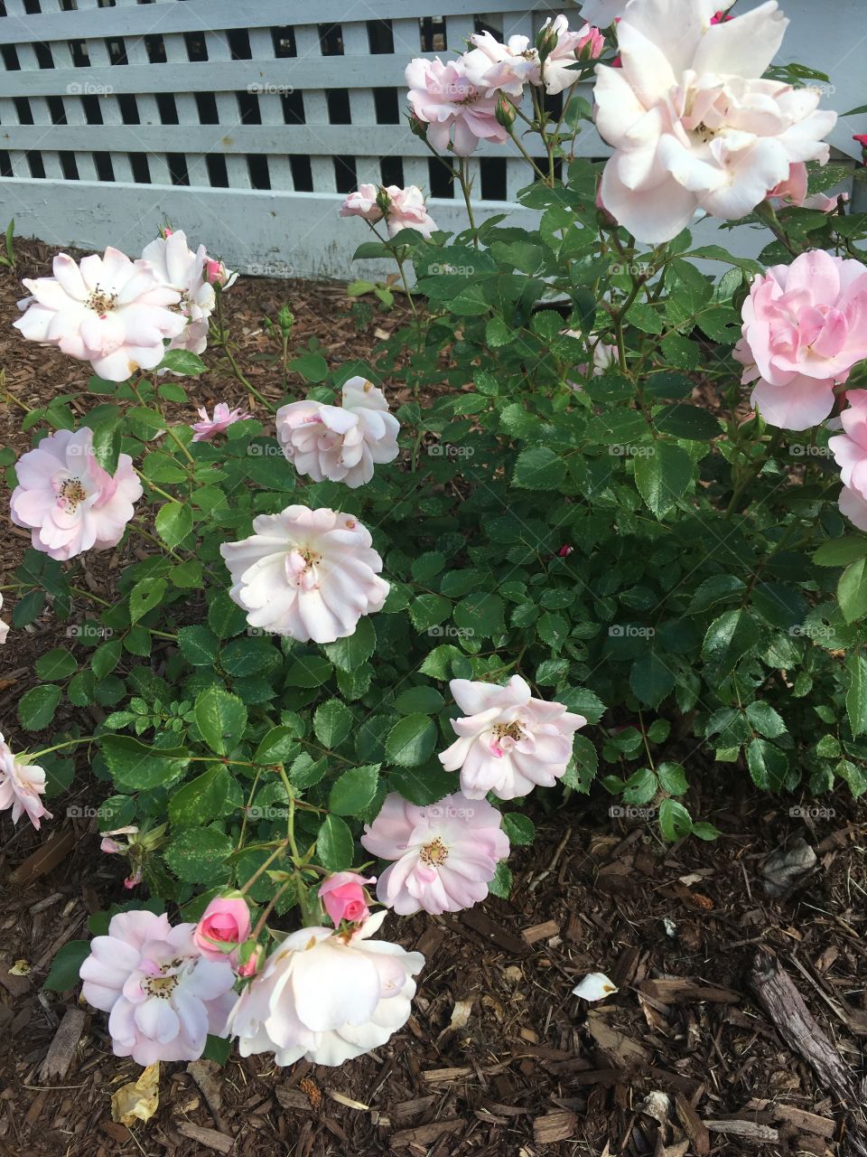 Roses on the first day of summer