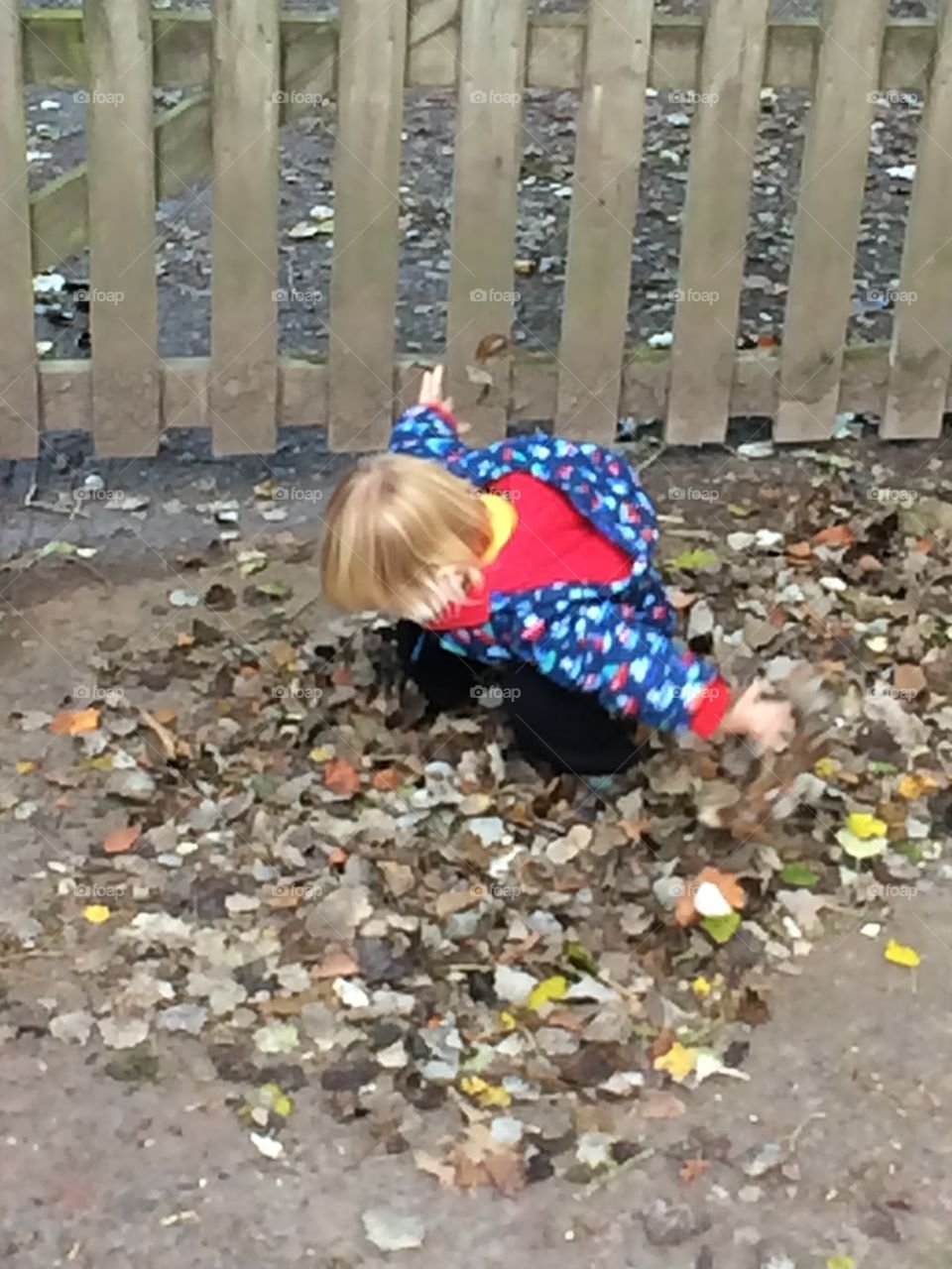 Leaves, the fun of autumn leaves 