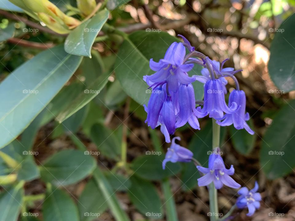 Wildflowers 