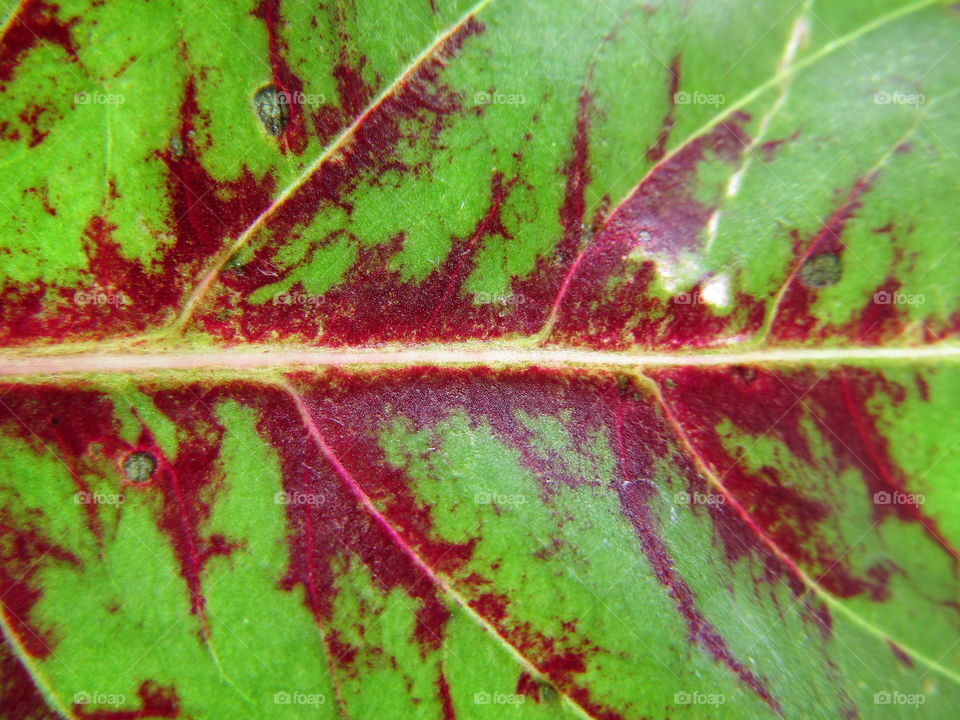 Beautiful Green red leaf Coleus amboinicus (Plectranthus amboinicus) or Coleus is a former genus of flowering plants in the family Lamiaceae