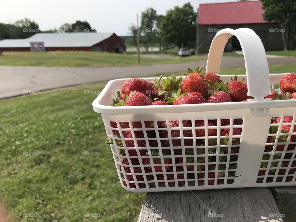Basket of strawberries on a farm