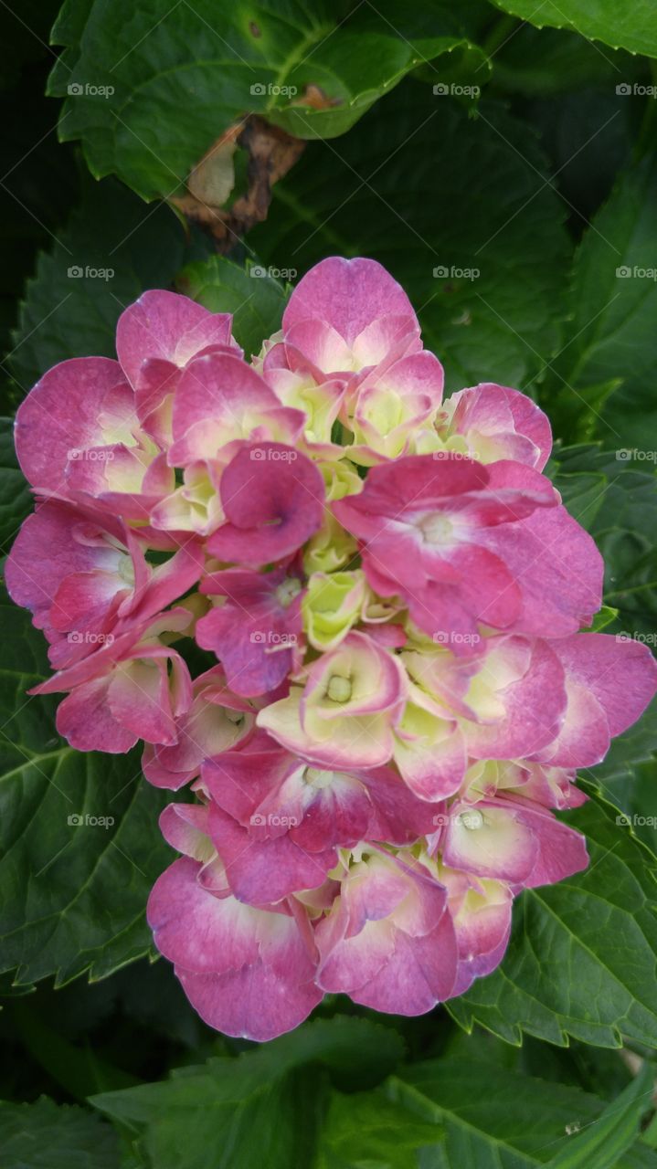 Hydrangea