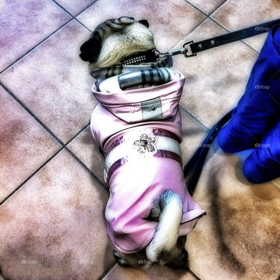 Dressed Pug