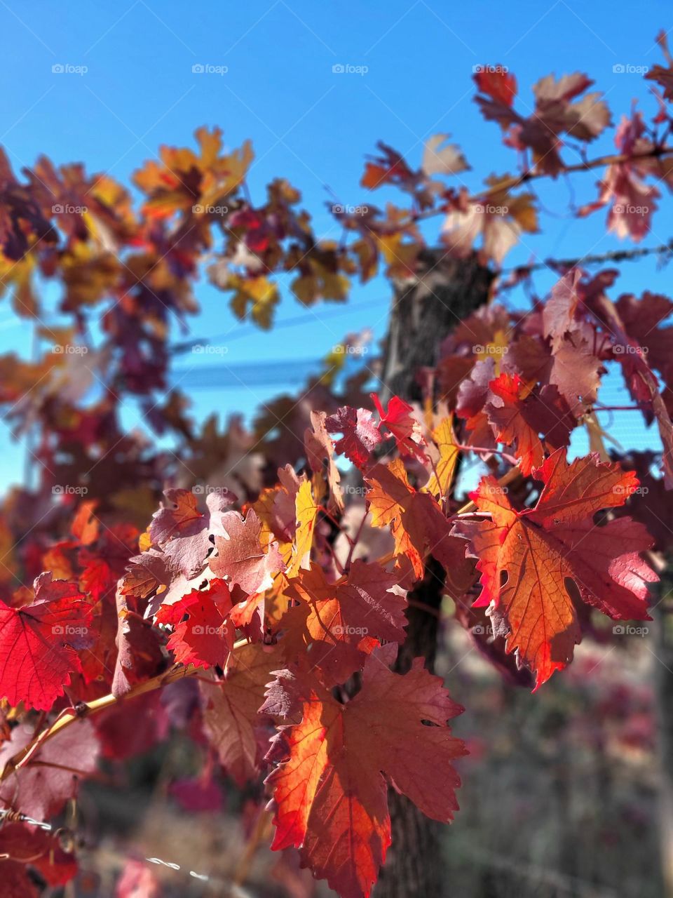 viñas en otoño